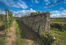 The Clos Cristal, its walls, its wines.