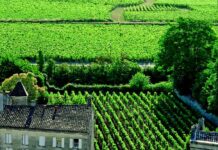 The entry level of a large range of Saint Emilion wines