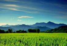 Pinot From the Country of the Long White Cloud