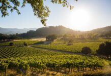 David Pearson I World Winemaker