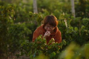 in the vineyard