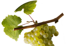 Riesling I a white wine for the world